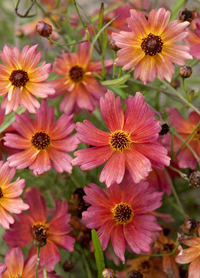 Coreopsis rosea 'Tahitian Sunset'